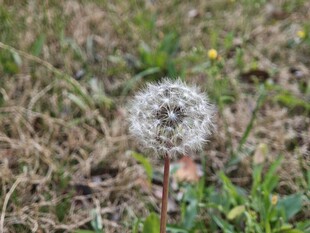 田野中的蒲公英