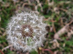 蒲公英特写