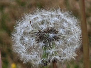 蓬松蒲公英特写