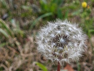 蓬松蒲公英特写