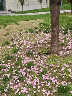 树下落英缤纷的美丽场景