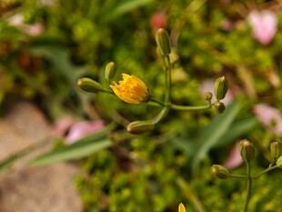 黄色小花绽放于绿植间