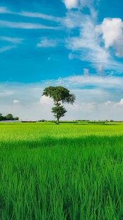 广袤绿野中的孤独树木