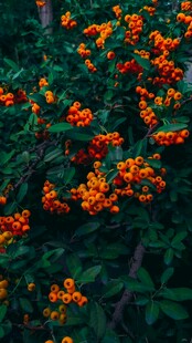 枝头橙红浆果绿意相伴