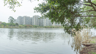 湖畔绿树与远处高楼景致