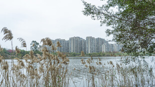 湖畔芦苇与远处高楼景观