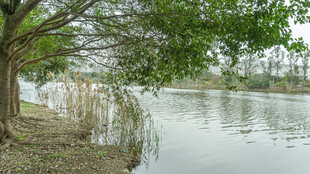 河畔绿树映水静谧景致