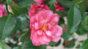 娇艳粉色山茶花绽放