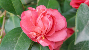 娇艳盛开的粉红色山茶花