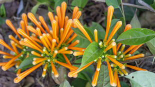 橙色炮仗花绽放