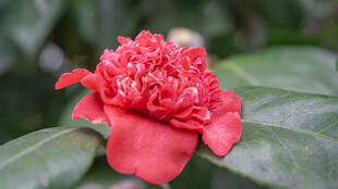 娇艳红山茶绽放绿叶间