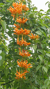 垂挂的橙红色炮仗花