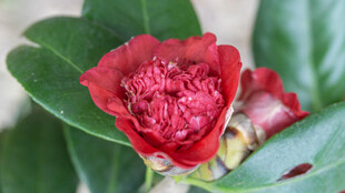 娇艳红山茶特写