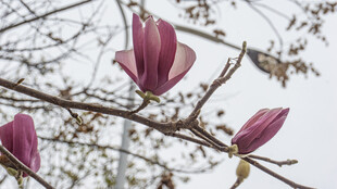 枝头绽放的娇艳玉兰花