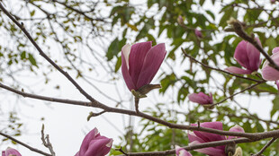 枝头绽放的紫色玉兰花