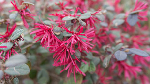 艳丽红穗花绽放美景