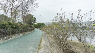 湖边蜿蜒的绿色步道