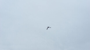 天空中翱翔的飞鸟