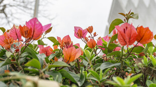 娇艳三角梅绽放