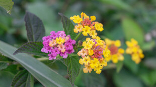 多彩马缨丹绽放