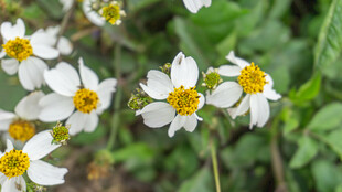 白色小花绽放于绿意间
