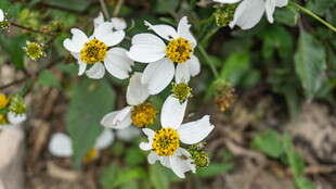 白色小花绽放绿叶间