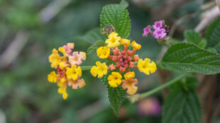 多彩马缨丹绽放