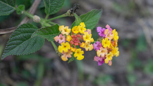 多彩马缨丹花朵特写