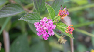 娇艳粉花绽放绿叶间