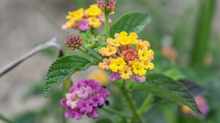 多彩马缨丹绽放