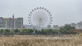 城市中的摩天轮景观