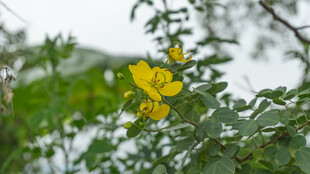 枝头绽放的明黄色小花