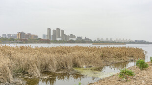 河畔芦苇湿地景色