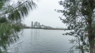 湖畔绿树与远处城市景观