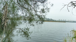 湖畔风景 枝叶低垂映绿水