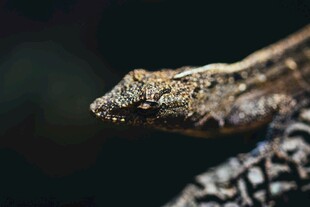 特写神秘的蜥蜴头部