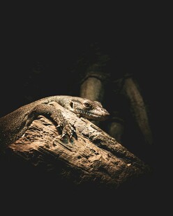 古老神秘的石刻雕像