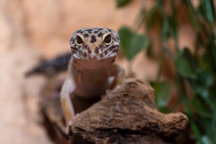 树桩上的斑纹蜥蜴