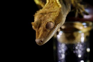 特写金黄蜥蜴的神秘瞬间