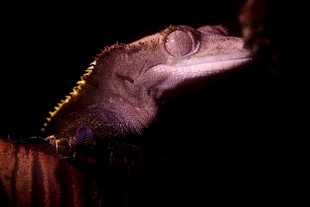 夜间的变色龙特写