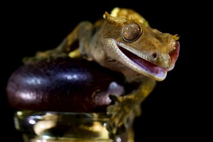 金睫守宫趴在果实上