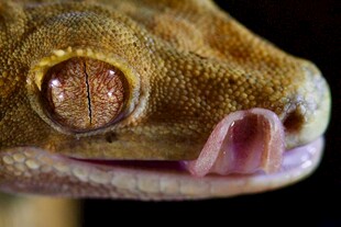 特写可爱的壁虎头部