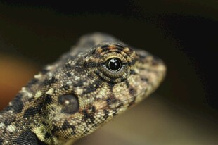 特写斑点蟾蜍头部