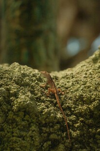 树干上的细长昆虫