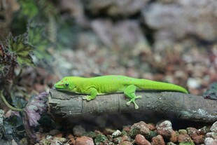 翠绿蜥蜴栖息于木石间