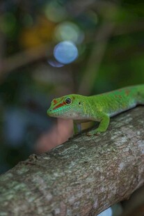 树枝上的绿色蜥蜴