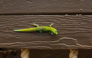 木面上的绿色小蜥蜴