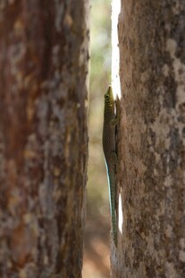 树干缝隙中的小鸟
