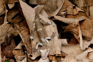 枯叶堆中的神秘动物身影