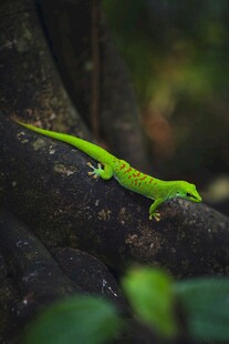 翠绿壁虎栖息于树干上